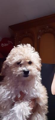 Meravigliosi cuccioli Razza Barboncino toy italiani e un MINI toy - Foto 2