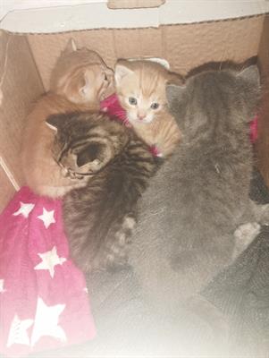 Gatti regalo