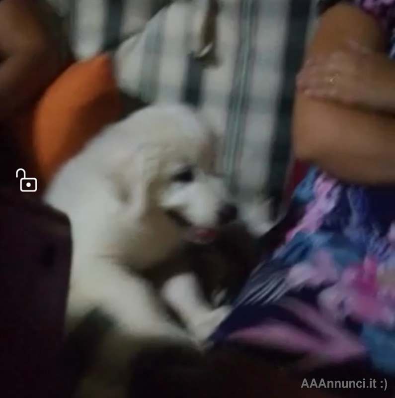 Pastore Razza Maremmano Abruzzese - Cani a Palermo