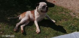 American bulldog - Anteprima 1