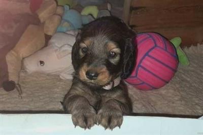 Cuccioli bassotto kaninchen