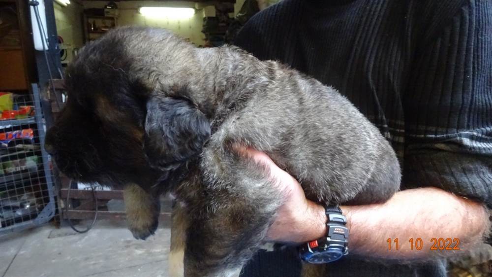 Foto 5 Cuccioli Pastore del caucaso in vendita