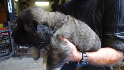 Cuccioli Pastore del caucaso in vendita - Foto 5