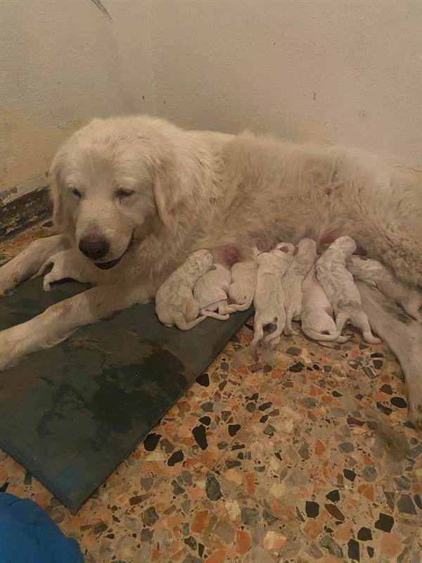 Pastore Razza maremmano abruzzese - Cani a Alessandria