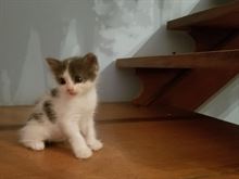Foto 3 Magnifici gattini Razza Europeo