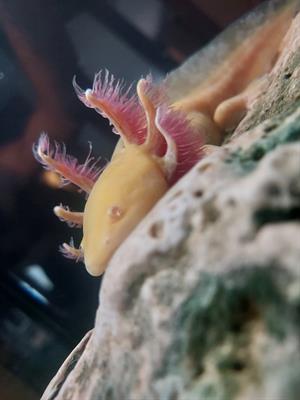 cuccioli di axolot con regolare