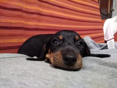 Cuccioli di bassotto tedesco originali, colore nero focato, ottimo stato - Anteprima 1