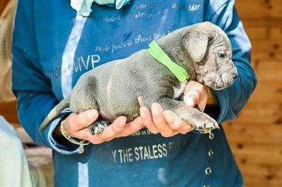 Cuccioli di Cane Corso italiano
