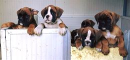 Cuccioli boxer con pedigree