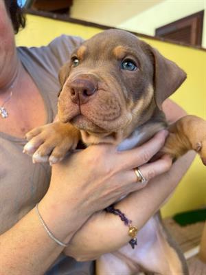 Cuccioli di Razza Pitbull Ukc red nose - Foto 2