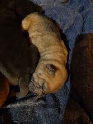Cuccioli shar pei