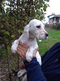 Cuccioli di due mesi di setter inglese con pedigree