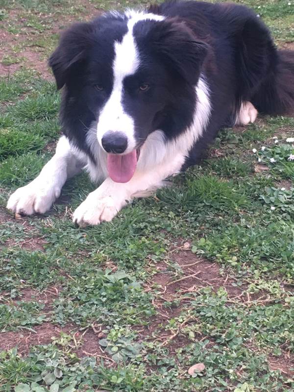 Dolcissimo cucciolo Border collie 12 mesi