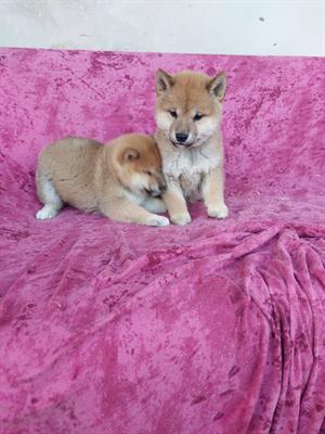 Shiba inu