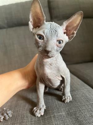 Vendo 4 gattini sphynx 1 di cui una - Foto 5