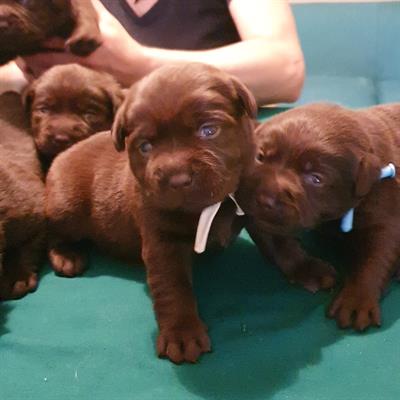 Labrador chocolate cuccioli