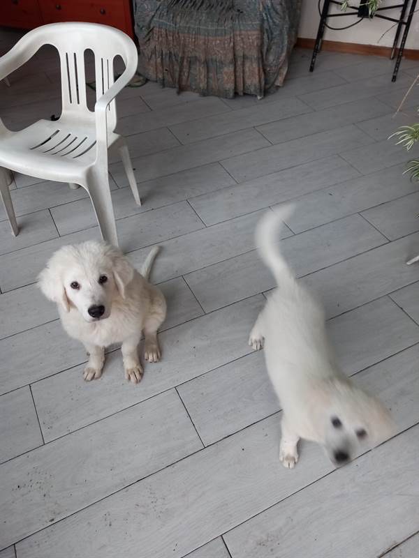 Pastore Razza maremmano abruzzese - Cani a Brescia