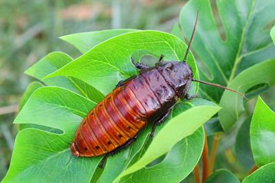 Gromphadorhina portentosa