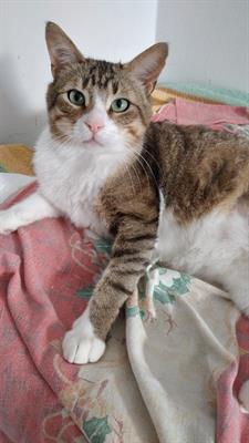 Gigi, elegantissimo micione, FIV positivo