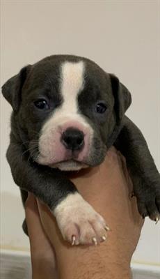 American bully blue