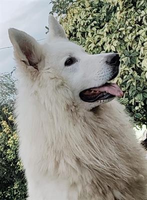 Cuccioli in consegna pastore svizzero bianco