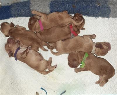 Cuccioli di Cocker Spaniel inglese con pedigree