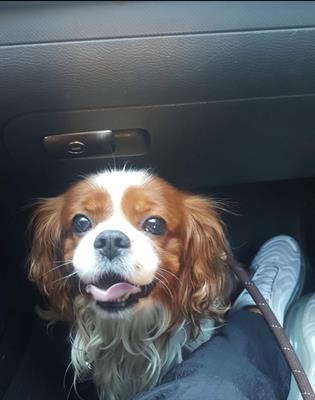 Cercasi Cavalier King femmina per accoppiamento - Foto 2