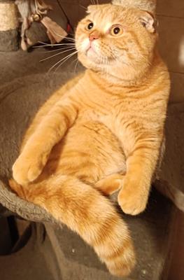 Scottish fold per accoppiamento, color rosso - Foto 2