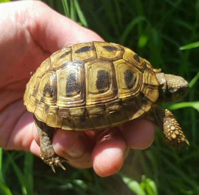 Tartarughe hermanni