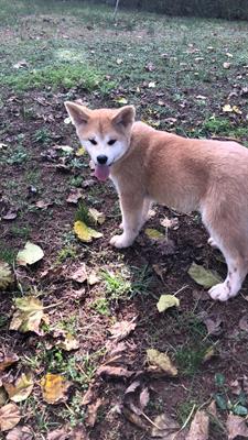 Disponibili cucciole di Akita Inu