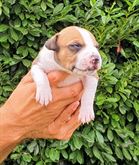 American Staffordshire Terrier Amstaff cuccioli
