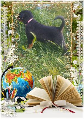 Cucciola di Rottweiler