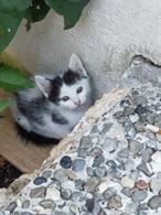 Foto 3 Regaliamo bellissimi gattini