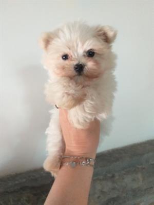Cucciolo di maltese