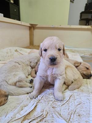 Cuccioli Golden Retriever PEDIGREE