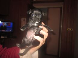 Foto 3 Cuccioli di chihuahua toy a pelo corto