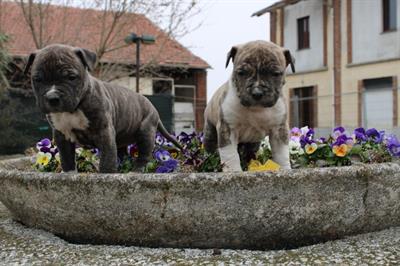 American staffordshire terrier