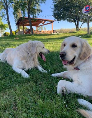 Cuccioli Golden Retriever nati in famiglia