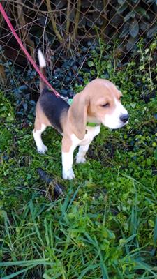 Cuccioli Razza Beagle - Foto 3
