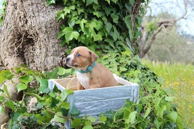 Cuccioli di Razza Amstaff - Foto 3