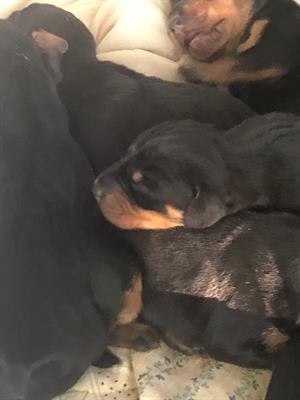 Cuccioli di Slovensky Kopov