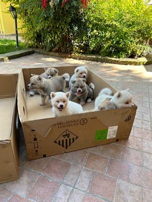 Cuccioli di Akita Inu Giapponese, colore bianco, genitori visibili - Foto 5