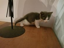 Foto 4 Magnifici gattini Razza Europeo