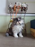 Gattini razza Persiano
