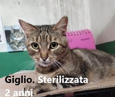 Foto - 8