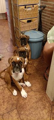 Cuccioli di Razza Boxer - Anteprima 1