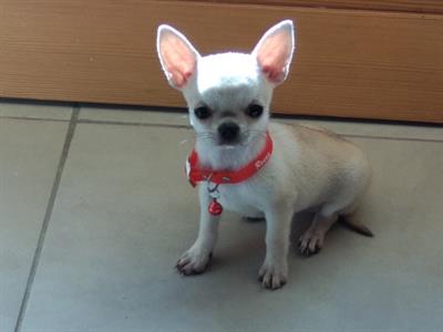 CHIHUAHUA CUCCIOLETTI CARINI E COCCOLOSI