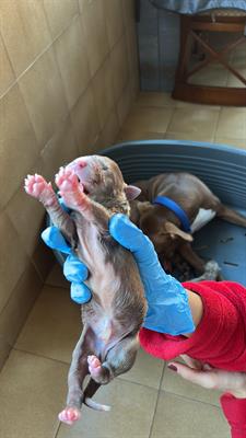 Cuccioli Razza Pitbull con Pedigree, genitori visibili - Foto 4