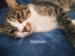 Matisse ha circa 6 mesi si affida