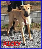 Ricky meraviglioso e vivace simil alano 3 anni e mezzo